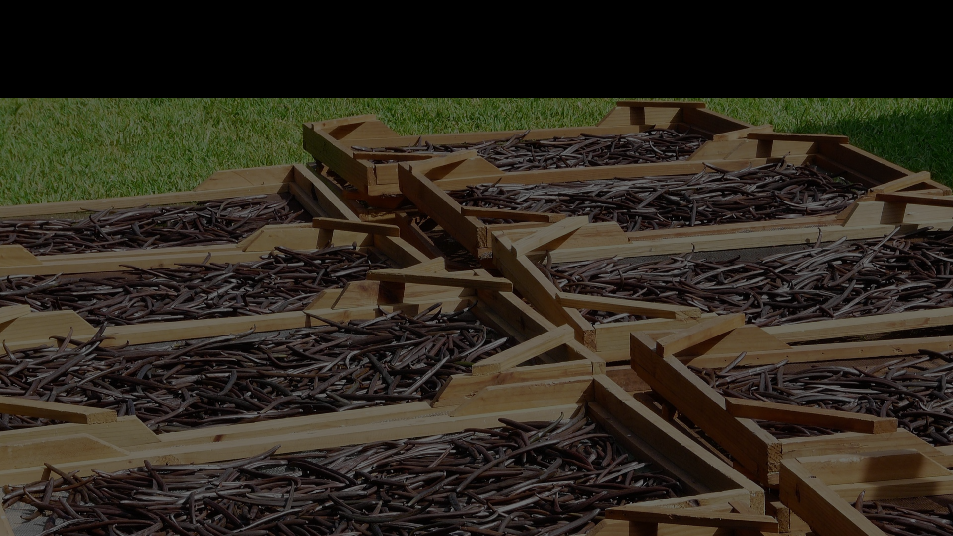 Indonesian vanilla beans drying on wooden racks