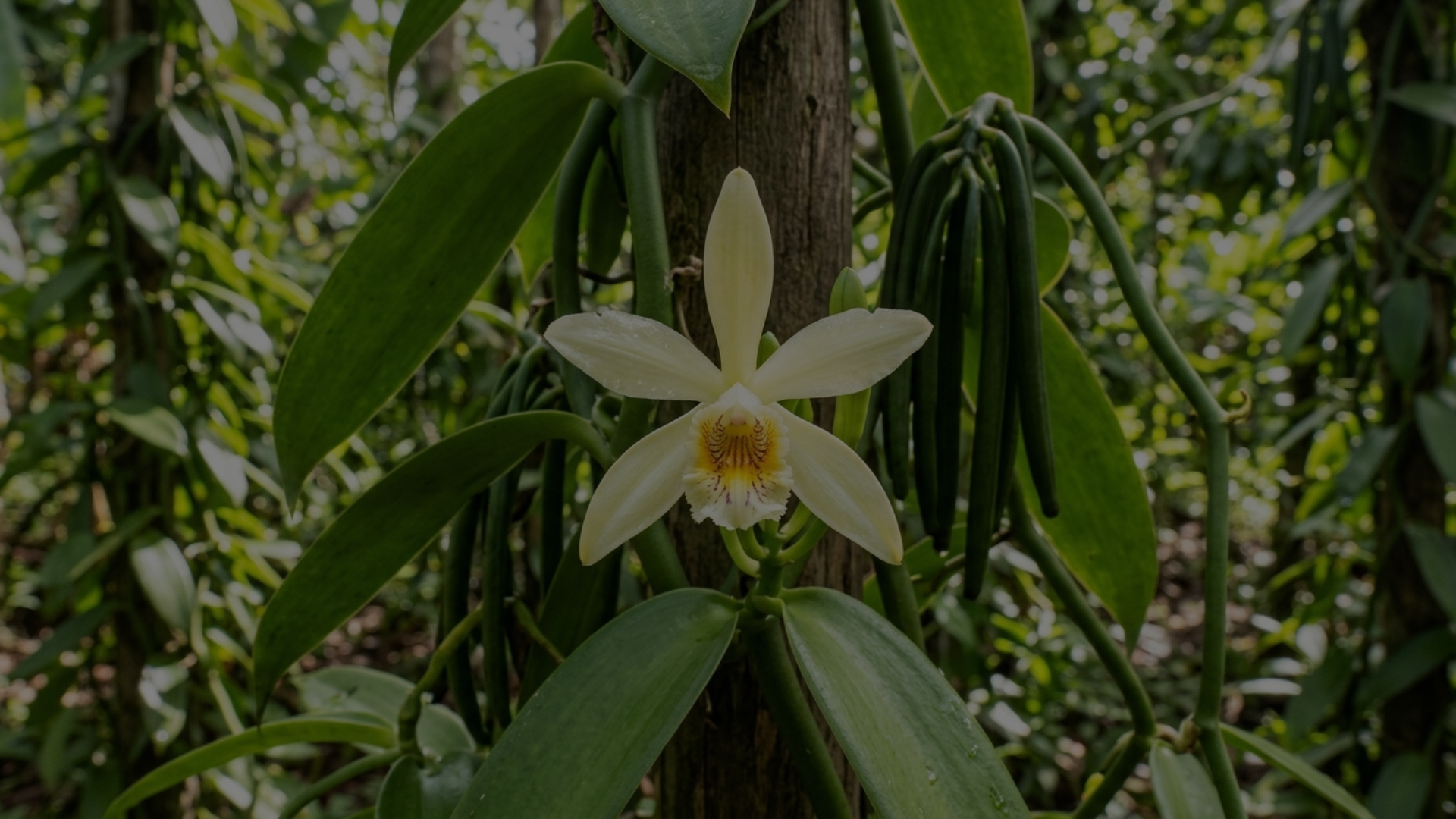 Vanilla flower growing among the vines in Indonesia